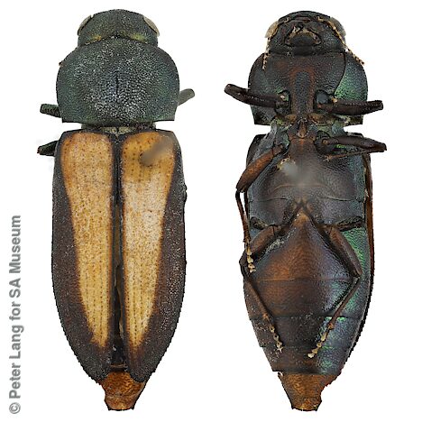 Neobubastes flavovittata, SAMA 25-50442, male, dead on salt lake, EP, photo by Peter Lang for SA Museum, 14.3 × 5.0 mm